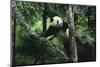 Panda Climbing Tree-DLILLC-Mounted Photographic Print