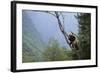 Panda Climbing Tree-DLILLC-Framed Photographic Print