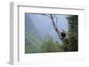 Panda Climbing Tree-DLILLC-Framed Photographic Print