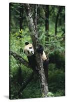 Panda Climbing Tree-DLILLC-Stretched Canvas