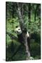 Panda Climbing Tree-DLILLC-Stretched Canvas