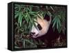 Panda Cub in the Bamboo Bush, Wolong, Sichuan, China-Keren Su-Framed Stretched Canvas