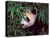 Panda Cub in the Bamboo Bush, Wolong, Sichuan, China-Keren Su-Stretched Canvas