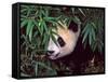 Panda Cub in the Bamboo Bush, Wolong, Sichuan, China-Keren Su-Framed Stretched Canvas