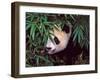 Panda Cub in the Bamboo Bush, Wolong, Sichuan, China-Keren Su-Framed Photographic Print