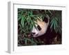 Panda Cub in the Bamboo Bush, Wolong, Sichuan, China-Keren Su-Framed Photographic Print