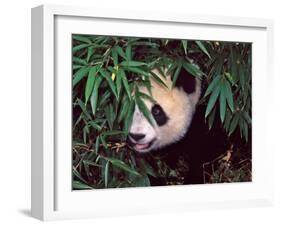 Panda Cub in the Bamboo Bush, Wolong, Sichuan, China-Keren Su-Framed Photographic Print