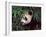 Panda Cub in the Bamboo Bush, Wolong, Sichuan, China-Keren Su-Framed Photographic Print