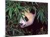 Panda Cub in the Bamboo Bush, Wolong, Sichuan, China-Keren Su-Mounted Photographic Print