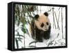 Panda Cub on Snow, Wolong, Sichuan, China-Keren Su-Framed Stretched Canvas