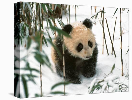 Panda Cub on Snow, Wolong, Sichuan, China-Keren Su-Stretched Canvas