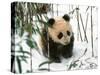 Panda Cub on Snow, Wolong, Sichuan, China-Keren Su-Stretched Canvas