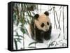 Panda Cub on Snow, Wolong, Sichuan, China-Keren Su-Framed Stretched Canvas