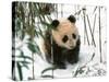 Panda Cub on Snow, Wolong, Sichuan, China-Keren Su-Stretched Canvas