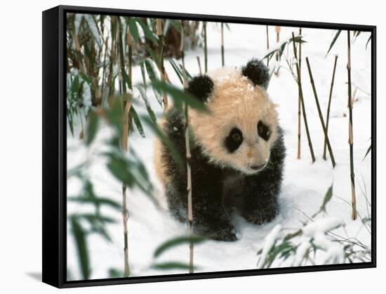 Panda Cub on Snow, Wolong, Sichuan, China-Keren Su-Framed Stretched Canvas