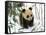 Panda Cub on Snow, Wolong, Sichuan, China-Keren Su-Framed Stretched Canvas