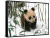 Panda Cub on Snow, Wolong, Sichuan, China-Keren Su-Framed Stretched Canvas