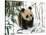 Panda Cub on Snow, Wolong, Sichuan, China-Keren Su-Stretched Canvas