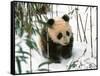 Panda Cub on Snow, Wolong, Sichuan, China-Keren Su-Framed Stretched Canvas