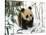 Panda Cub on Snow, Wolong, Sichuan, China-Keren Su-Stretched Canvas