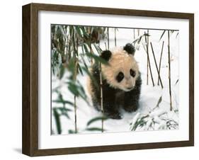 Panda Cub on Snow, Wolong, Sichuan, China-Keren Su-Framed Premium Photographic Print