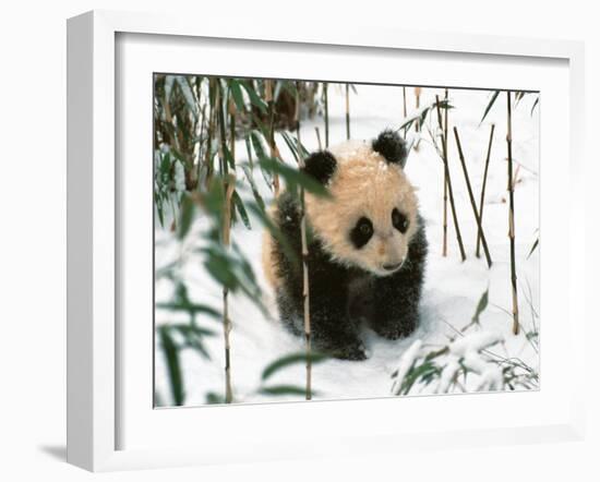 Panda Cub on Snow, Wolong, Sichuan, China-Keren Su-Framed Premium Photographic Print
