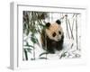 Panda Cub on Snow, Wolong, Sichuan, China-Keren Su-Framed Premium Photographic Print