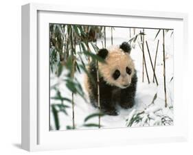 Panda Cub on Snow, Wolong, Sichuan, China-Keren Su-Framed Premium Photographic Print