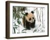 Panda Cub on Snow, Wolong, Sichuan, China-Keren Su-Framed Photographic Print