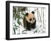 Panda Cub on Snow, Wolong, Sichuan, China-Keren Su-Framed Photographic Print