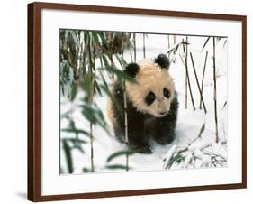 Panda Cub on Snow, Wolong, Sichuan, China-Keren Su-Framed Photographic Print