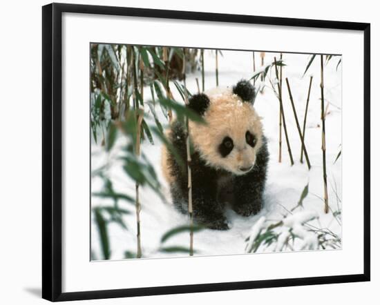 Panda Cub on Snow, Wolong, Sichuan, China-Keren Su-Framed Photographic Print