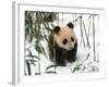 Panda Cub on Snow, Wolong, Sichuan, China-Keren Su-Framed Photographic Print