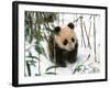 Panda Cub on Snow, Wolong, Sichuan, China-Keren Su-Framed Photographic Print