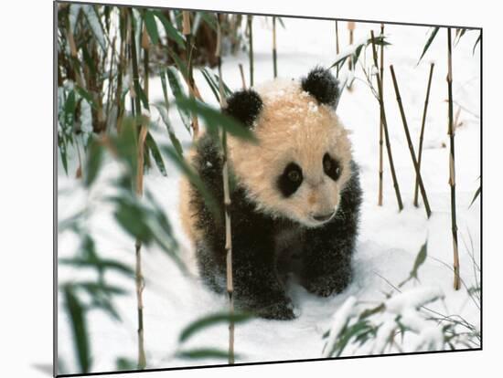 Panda Cub on Snow, Wolong, Sichuan, China-Keren Su-Mounted Photographic Print