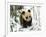 Panda Cub on Snow, Wolong, Sichuan, China-Keren Su-Framed Photographic Print