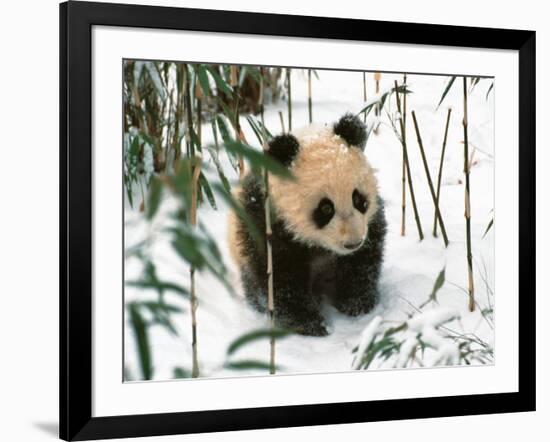 Panda Cub on Snow, Wolong, Sichuan, China-Keren Su-Framed Photographic Print