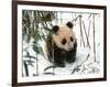 Panda Cub on Snow, Wolong, Sichuan, China-Keren Su-Framed Photographic Print