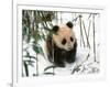 Panda Cub on Snow, Wolong, Sichuan, China-Keren Su-Framed Photographic Print