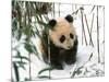 Panda Cub on Snow, Wolong, Sichuan, China-Keren Su-Mounted Photographic Print