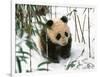 Panda Cub on Snow, Wolong, Sichuan, China-Keren Su-Framed Photographic Print