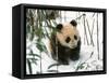 Panda Cub on Snow, Wolong, Sichuan, China-Keren Su-Framed Stretched Canvas