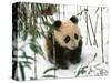 Panda Cub on Snow, Wolong, Sichuan, China-Keren Su-Stretched Canvas