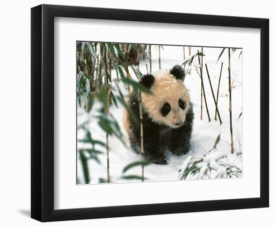 Panda Cub on Snow, Wolong, Sichuan, China-Keren Su-Framed Photographic Print