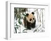 Panda Cub on Snow, Wolong, Sichuan, China-Keren Su-Framed Photographic Print