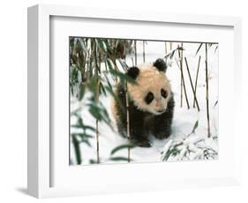 Panda Cub on Snow, Wolong, Sichuan, China-Keren Su-Framed Photographic Print