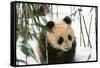 Panda Cub on Snow, Wolong, Sichuan, China-Keren Su-Framed Stretched Canvas