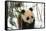 Panda Cub on Snow, Wolong, Sichuan, China-Keren Su-Framed Stretched Canvas