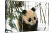 Panda Cub on Snow, Wolong, Sichuan, China-Keren Su-Stretched Canvas