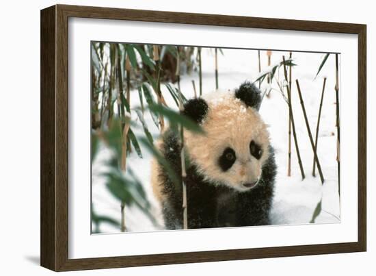 Panda Cub on Snow, Wolong, Sichuan, China-Keren Su-Framed Photographic Print